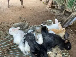 Rabbits