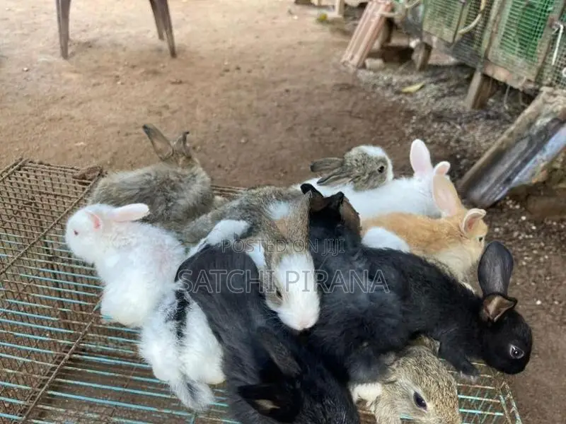 Rabbits