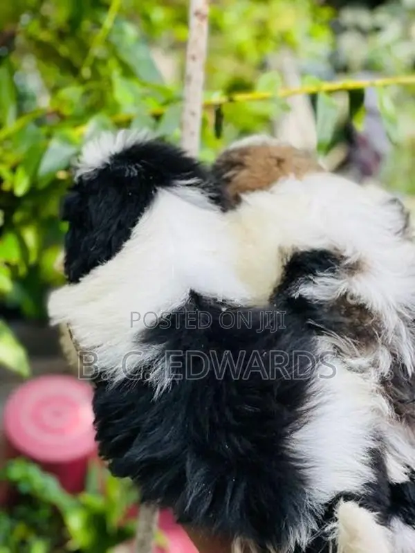 Shih Tzu Puppies