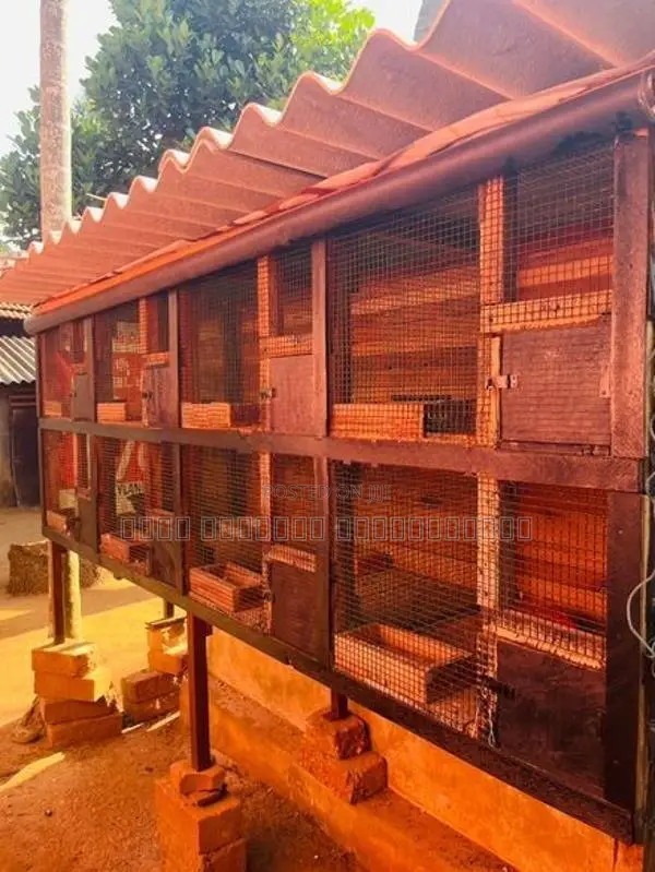 Pigeon Cage