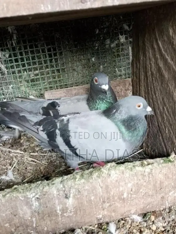 Pigeons