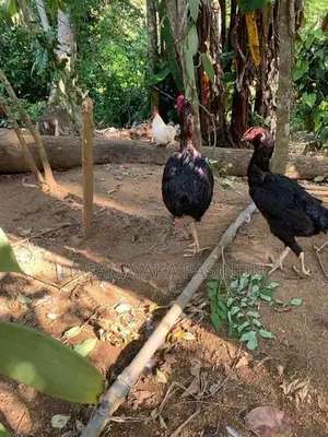 Farm Hens