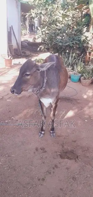 Farm Cows