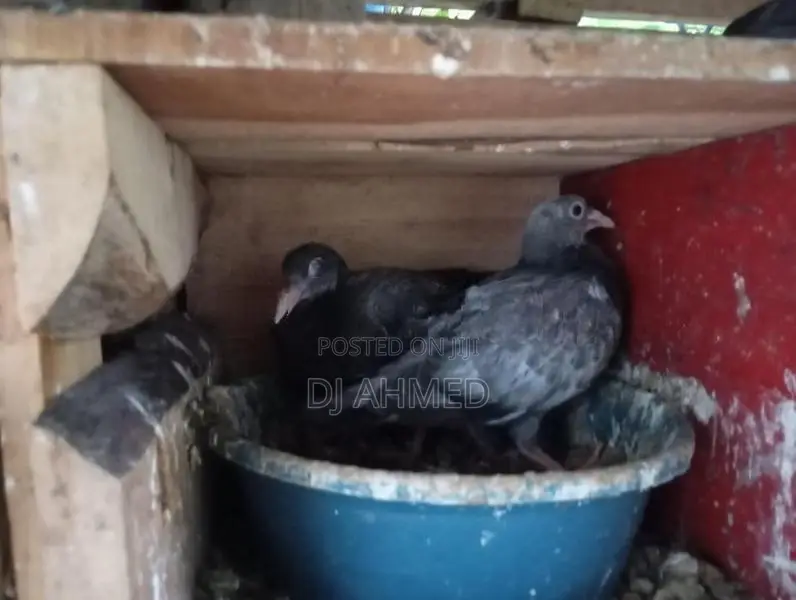 Pigeons