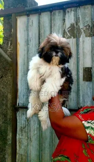 Shih Tzu Puppies