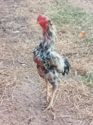 ශාමො කුකුලෙක්