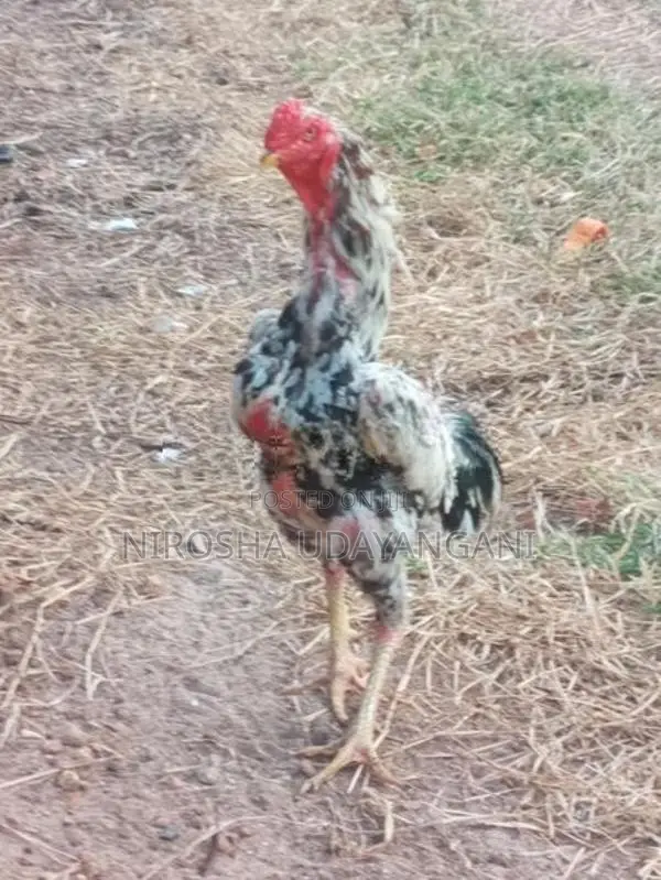 ශාමො කුකුලෙක්