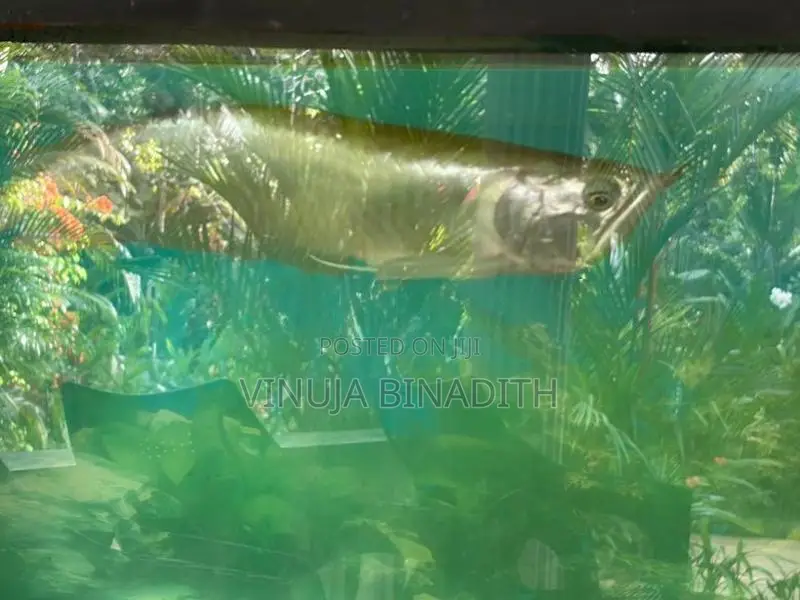 Arowana