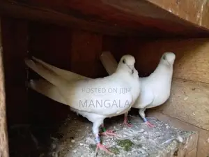 Pigeons