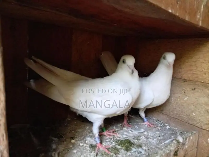 Pigeons