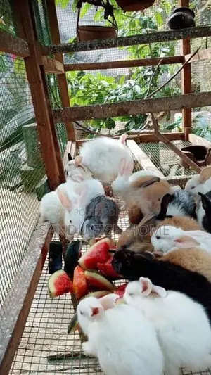 Baby Rabbit