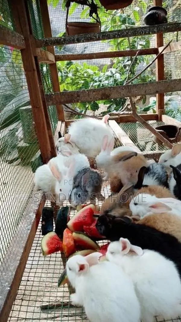 Baby Rabbit