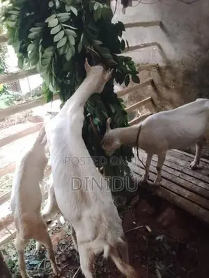 Sanan goat