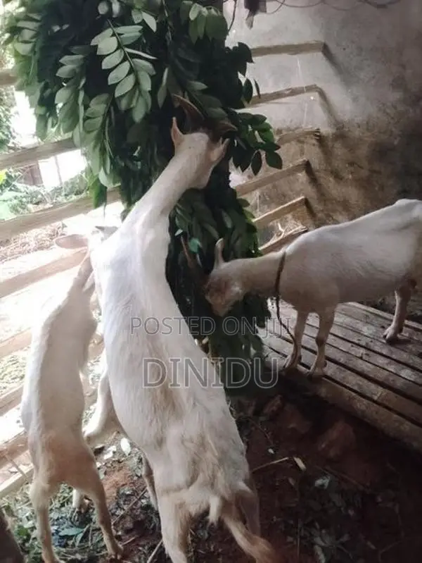 Sanan goat