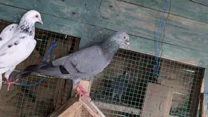 Pigeon
