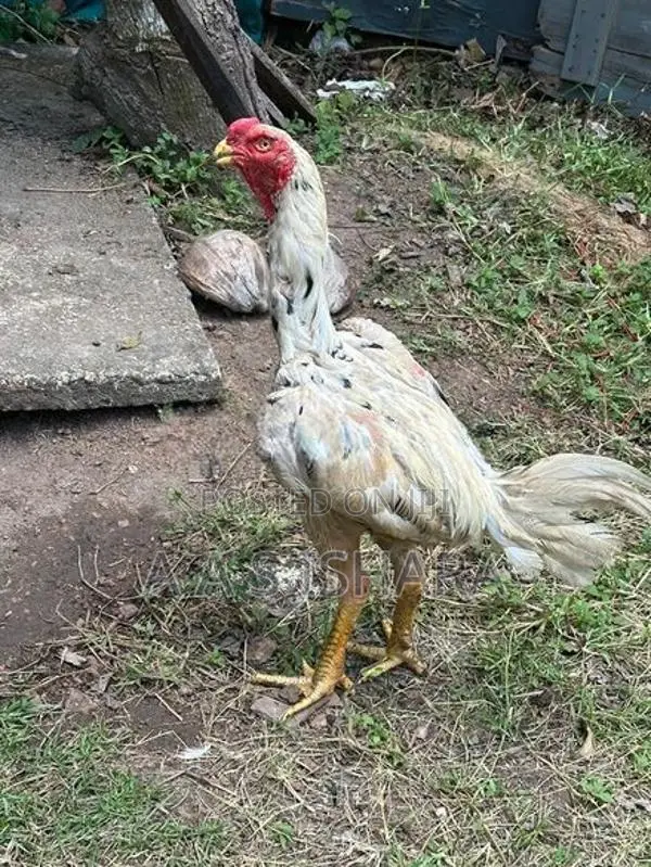 Rooster