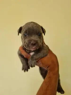 American Bully Puppy