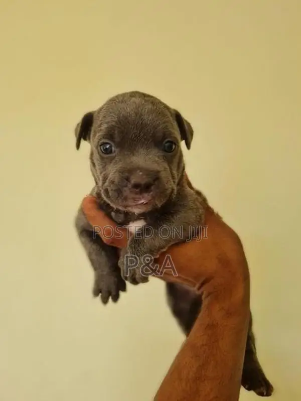 American Bully Puppy