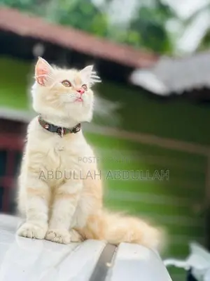 Persian
