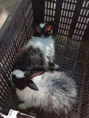 Angora හාවන්