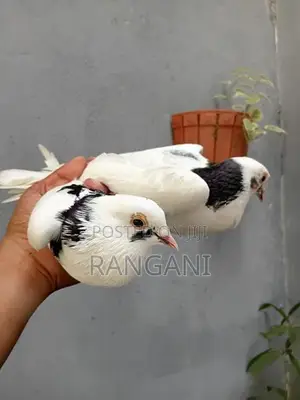 Pigeons
