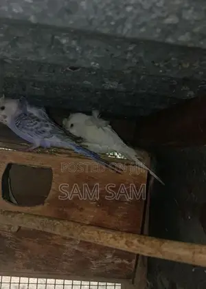Love Birds
