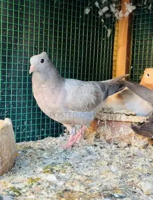 Balance belty pigeons