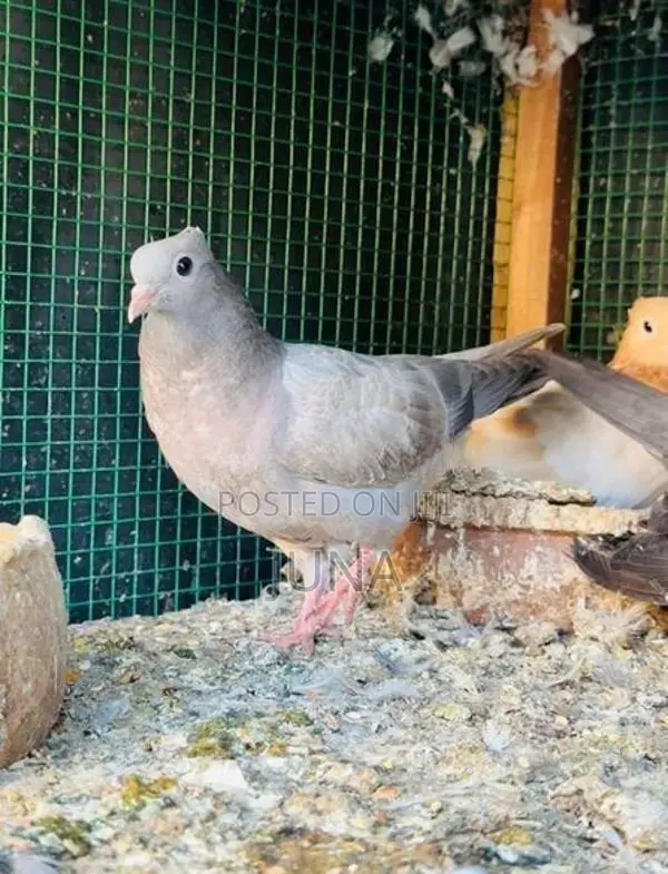 Balance belty pigeons