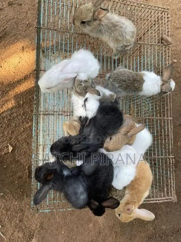 Rabbits