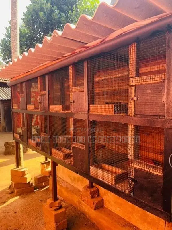 Pigeon Cage