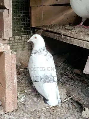 Pigeons