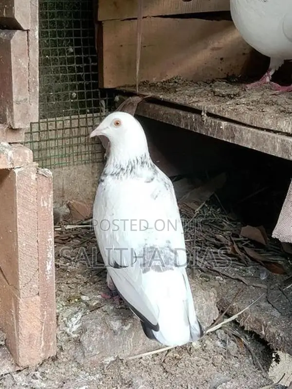Pigeons
