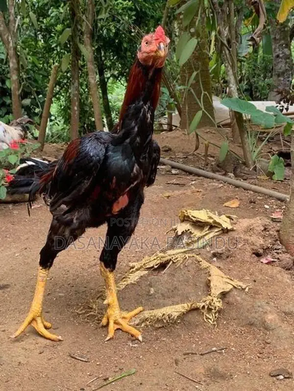 Farm Hens