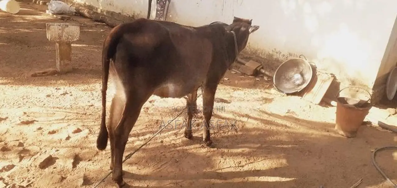 Farm Cows