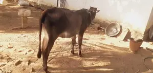 Farm Cows