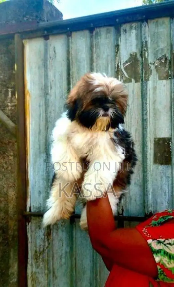 Shih Tzu Puppies