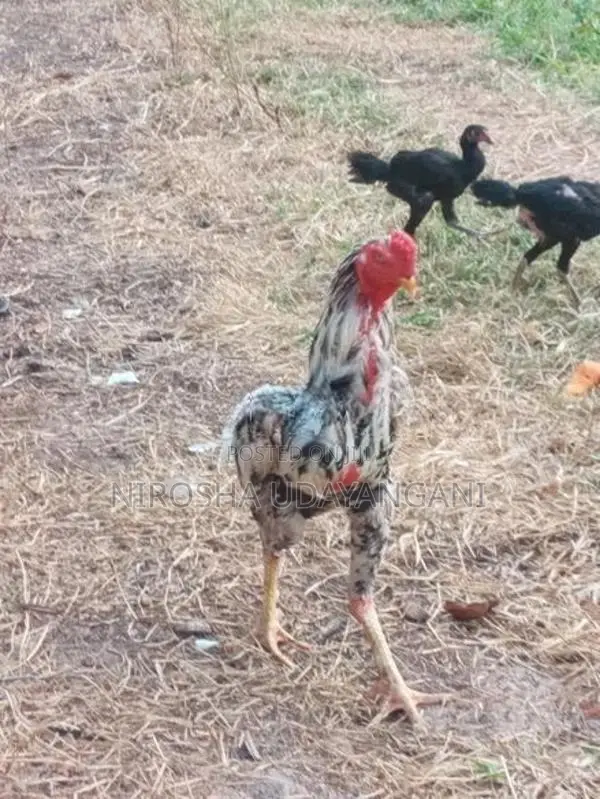 ශාමො කුකුලෙක්