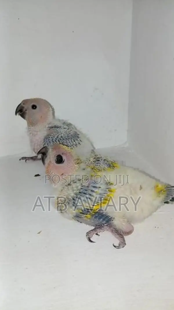 Sun Conure