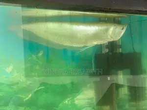 Arowana