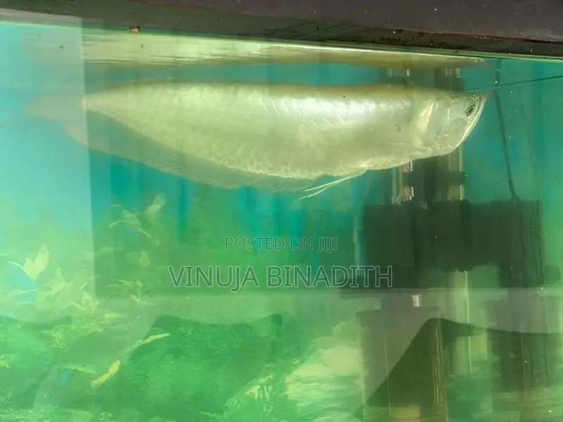 Arowana