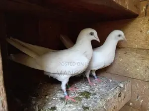 Pigeons