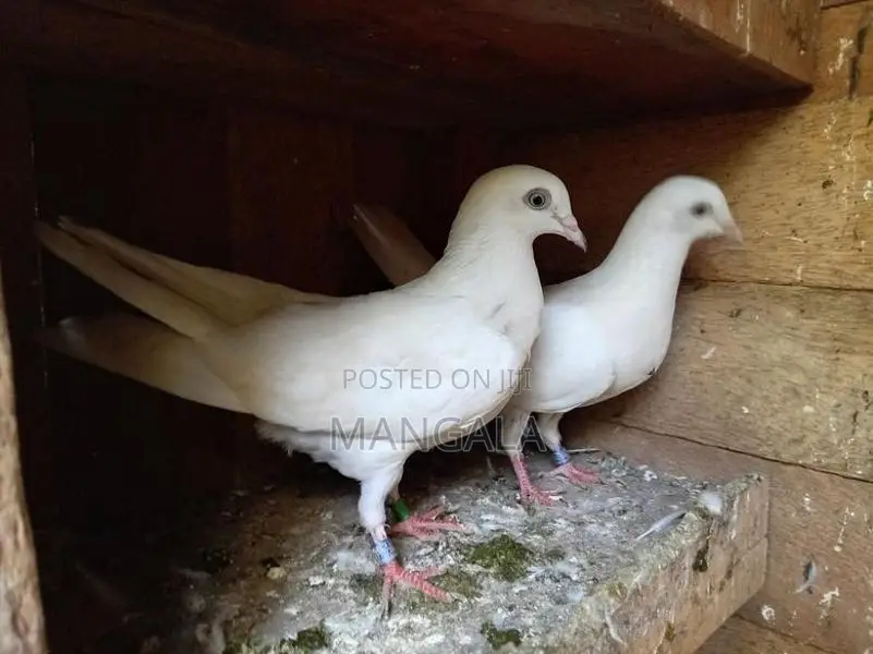 Pigeons