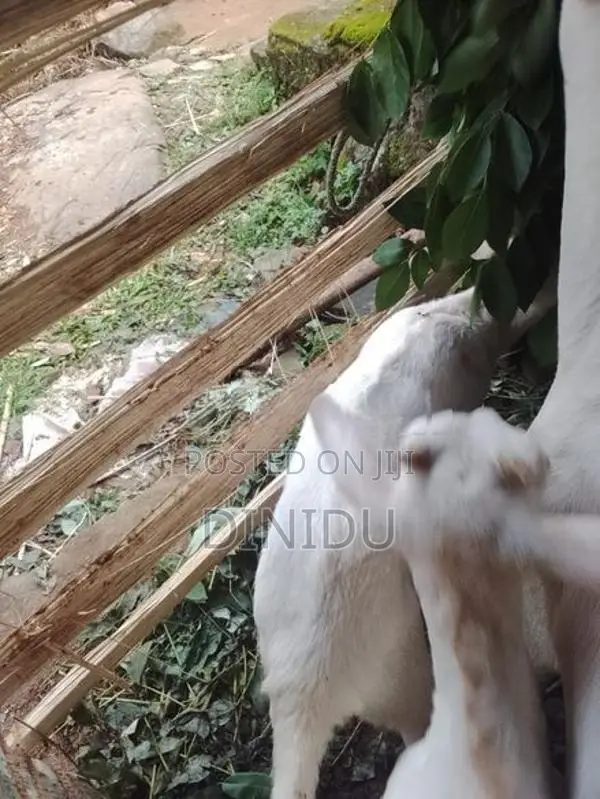 Sanan goat