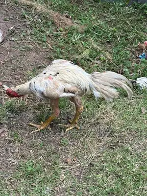 Rooster