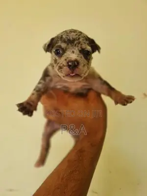 American Bully Puppy