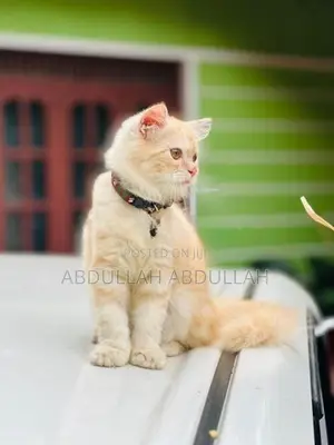 Persian