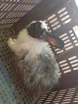 Angora හාවන්