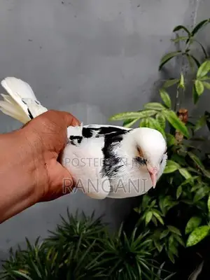 Pigeons