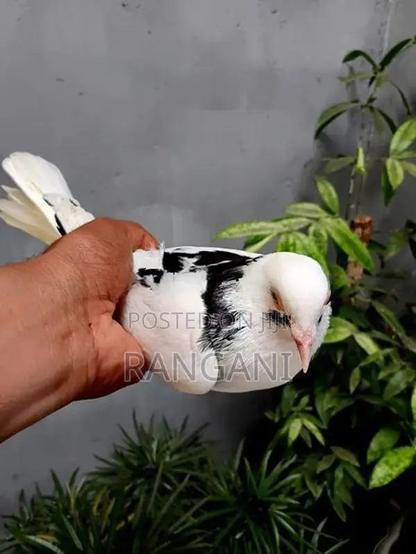 Pigeons