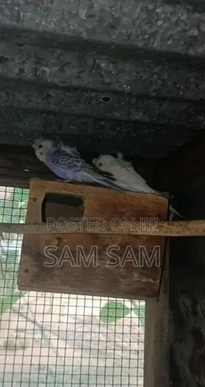 Love Birds